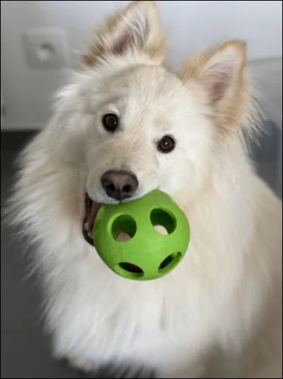 Comment sappelle son chien ?