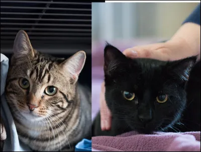 Comment sappellent ses chats ?