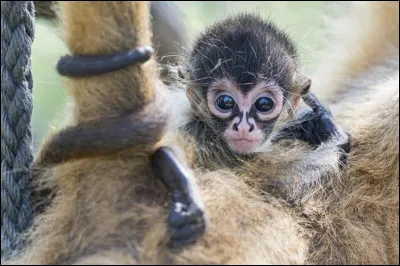 Adjectif : Qui ressemble à de l'écume !