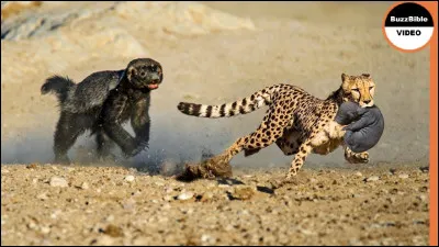 Nom des magistrats suprêmes de l'ancienne Carthage !