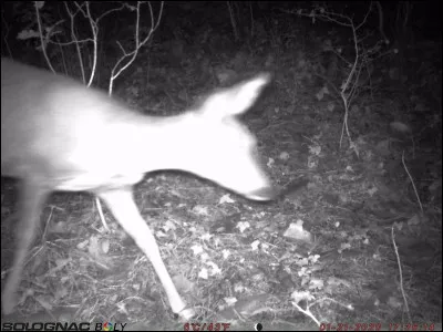 Partie d'un gouvernail de bâteau !
