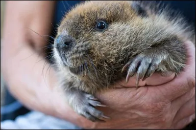 Semence d'orme, appelé aussi akène ailé !