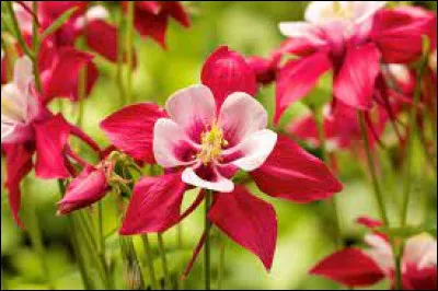 Qui a dit : "Tel fleurit aujourd'hui qui demain flétrira, - Tel flétrit aujourd'hui qui demain fleurira" ?