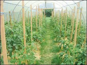Pour l'horticulteur la tomate est un. .