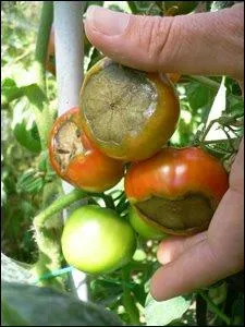 Cette ncrose sur la tomate est certainement la preuve d'une carence en. .