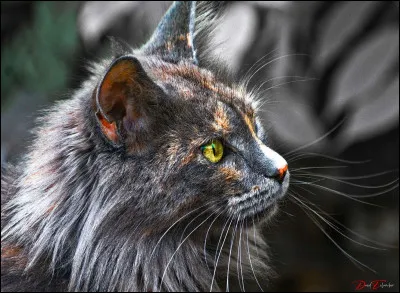 Ton chat devra être :