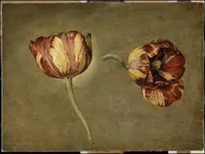 Quel peintre réputé pour ses natures mortes, a réalisé cette huile sur bois intitulée ''Double étude de tulipe'' ?