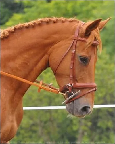 Quelle est la race de ce cheval ?