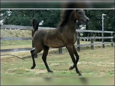 Pour un poulain à partir de quel âge pourrons-nous commencer son éducation en le montant ?