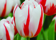 Quiz La culture gnrale plante sa tulipe !