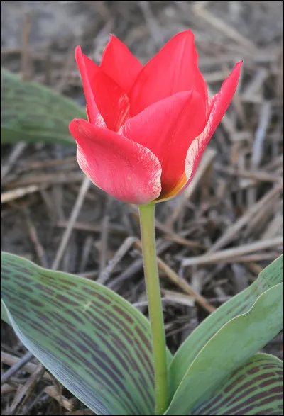 Qui de ces trois chanteuses a chanté ''Une tulipe'' ?