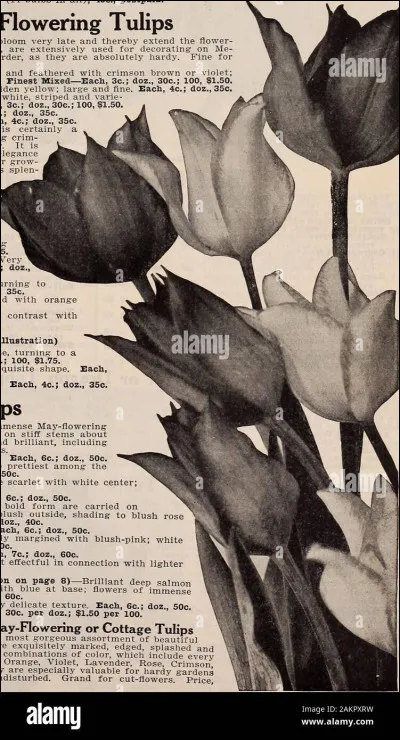 Dans quel pays s'est déroulée l'opération Black Tulip ?