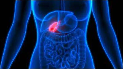 Sciences et nature : Quel est cet organe en rouge sur la photo ?