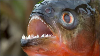Dans quel milieu vit le piranha ?