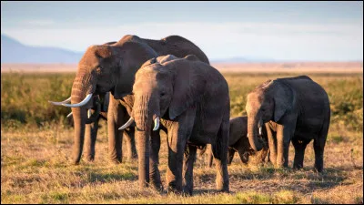 Lequel de ces éléphants est le plus grand ?