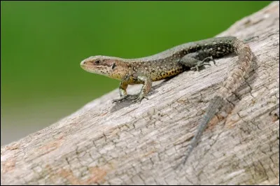 Comment qualifie-t-on les animaux, comme les lézards, qui ont leur température corporelle qui varie avec leur milieu ?