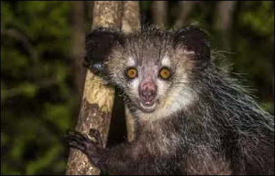 Quel est le nom de ce lémurien endémique de Madagascar ?