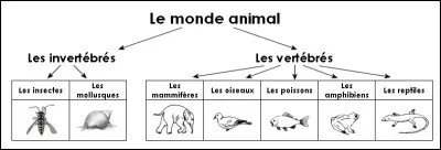 À quelle classe d'animaux appartiennent les félins ?