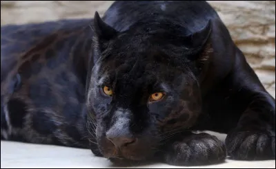 Est-ce que cet animal est un félin ?