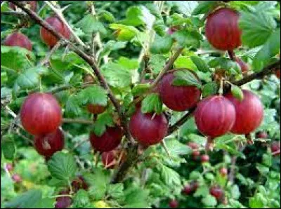 Sciences et Nature : Quel poisson donne son nom à une variété de groseille ?