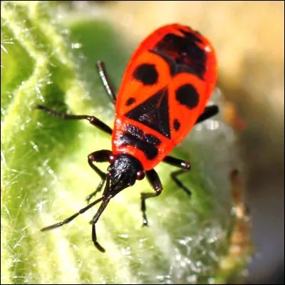 Comment sappelle cet insecte au motif caractéristique ?