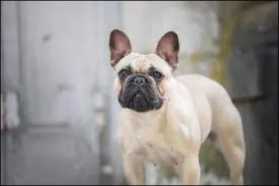 Quelle est la race de ce chien ?