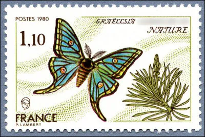 Ce lépidoptère nocturne de la famille des Saturniidae porte le nom de "Papillon vitrail", en latin "Graellsia [...Complétez !] : il fait partie des espèces protégées en France.