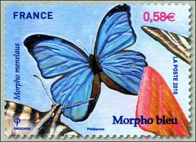 Lépidoptère de la famille des Nymphalidés, ce grand (jusqu'à presque 15 cm !) "Morpho bleu" est donc, comme attendu, d'une couleur azurée. Quelle serait, à votre avis, la couleur de sa chenille ?