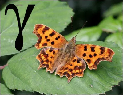Gamma est le nom d'un papillon nocturne;