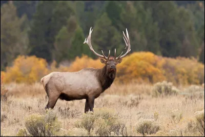 Quel est cet animal ?