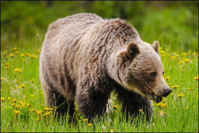 Quelle sous-espèce de l'ours brun est connue par sa redoutable réputation ?