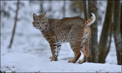 Quelle espèce de félin à oreilles pointues vit dans le parc national de Yellowstone ?
