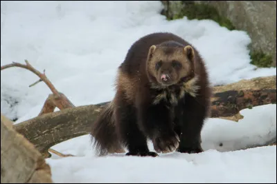 Quelle espèce est appelée "Wolverine" en anglais et est connue pour être très vorace ?