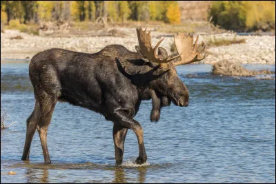 Quelle taille fait un élan (ou orignal) au garrot ?