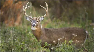 De quel État provient le nom de ce cerf ?