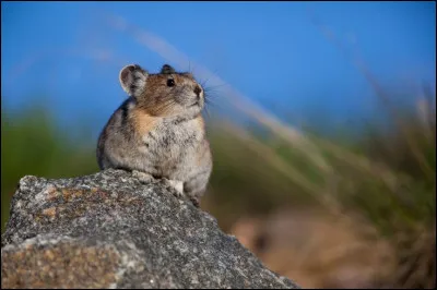 De quelle famille fait partie le pika d'Amérique ?