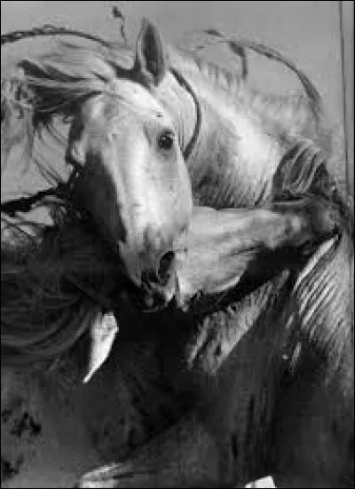 Tourné en noir et blanc, ce film français d'Albert Lamorisse est sorti en 1953. Le héros du film est un cheval camarguais sauvage qui ne se laisse apprivoiser que par Folco, un jeune pêcheur. Quel est le nom de ce film ?