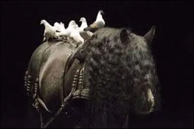 Cet étalon frison de grande taille porte une robe noire zain. C'est la propriété de Bartabas et il a participé à plus de 2000 représentations, mais n'a jamais été monté lors d'un spectacle. Bartabas donnera son nom à son fameux théâtre équestre. Connaissez-vous son nom ?