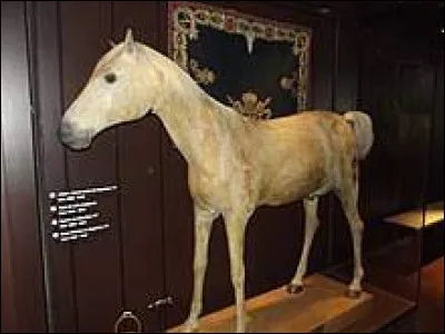 Napoléon ! On connaît le nom de plusieurs de ses chevaux. L'un d'entre eux, un étalon arabe offert en cadeau en 1805 par le sultan de Turquie, l'accompagna sur l'île de Sainte-Hélène. Il s'appelait...