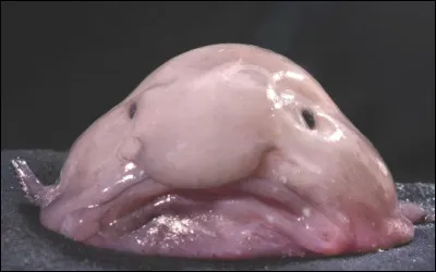 Le blobfish est un poisson vivant principalement dans les profondeurs de l'océan Atlantique