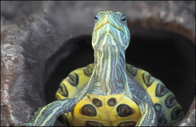 Les tortues peuvent respirer par leur anus.