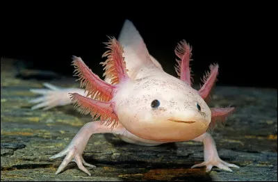 L'axolotl est capable de régénérer ses membres et ses organes vitaux.