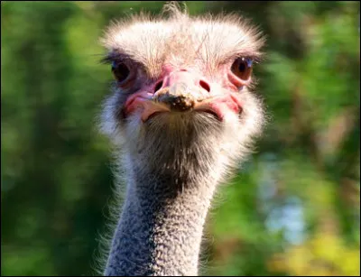 Les autruches ont les yeux plus gros que leur cerveau.