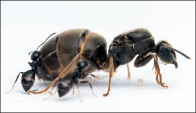 Les reines de fourmis peuvent vivre jusqu'à 10 ans.