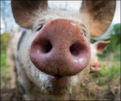 Les cochons transpirent par leur groin.