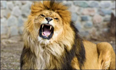 Le rugissement d'un lion peut être entendu jusqu'à 8 kilomètres.