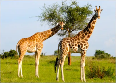 La langue des girafes est bleue, voire violet foncé.