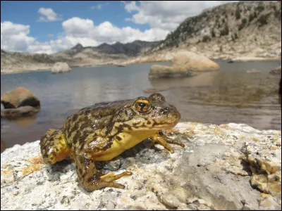 Quel est le nom de cet amphibien ?