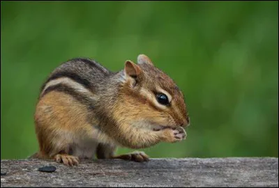 Quel est l'autre nom du tamia des montagnes ?