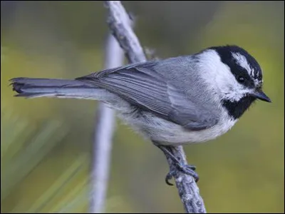 Pourquoi est-il mieux pour les mésanges de Gambel de vivre en groupe ?
